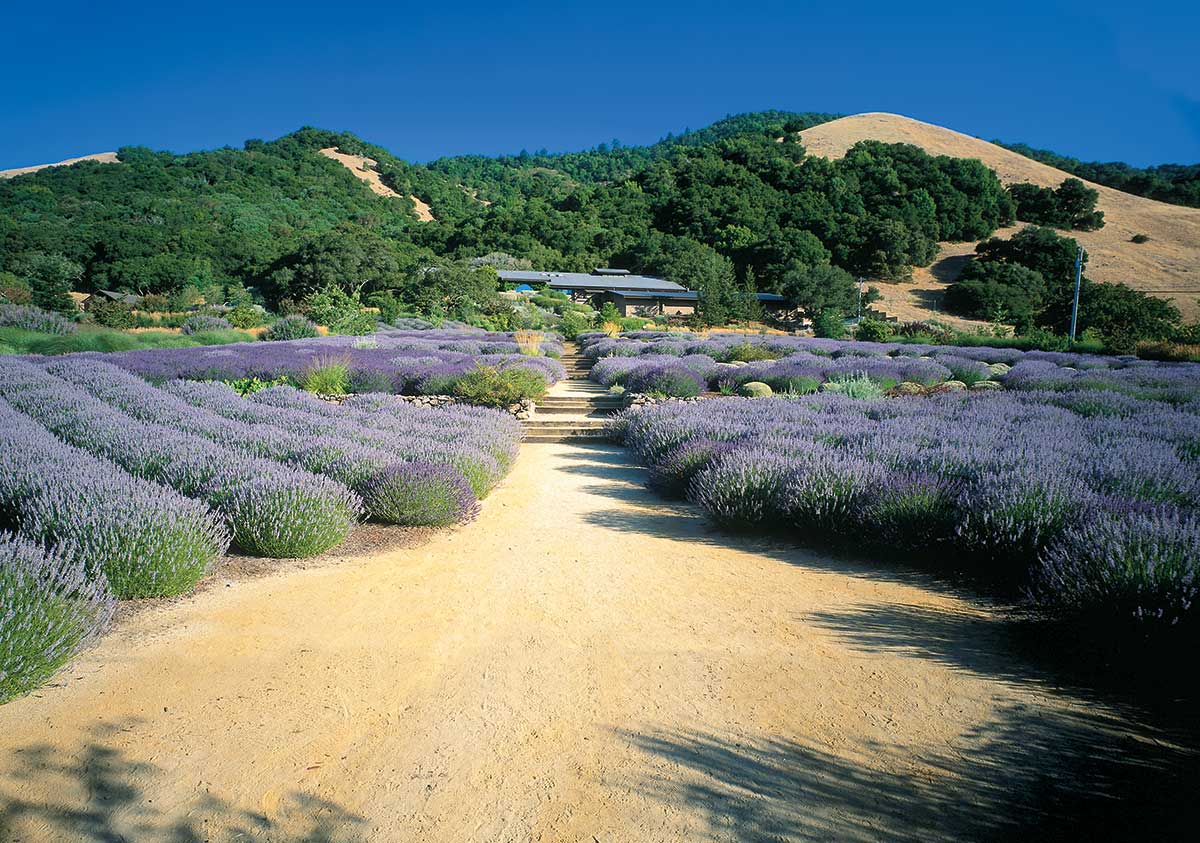 Vintages New Releases